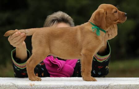 VIOLET CUCCIOLI DI LABRADOR FOXRED SAN NICOLO 9129