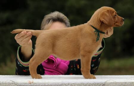 VIOLET CUCCIOLI DI LABRADOR FOXRED SAN NICOLO 9140