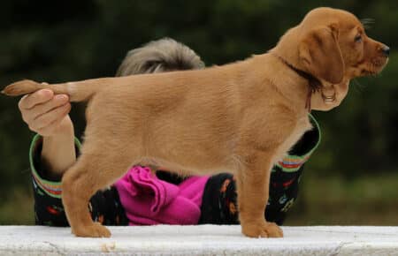 VIOLET CUCCIOLI DI LABRADOR FOXRED SAN NICOLO 9149