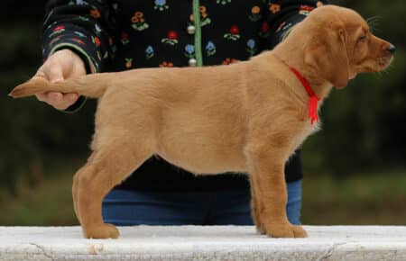 VIOLET CUCCIOLI DI LABRADOR FOXRED SAN NICOLO 9155