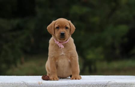 VIOLET CUCCIOLI DI LABRADOR FOXRED SAN NICOLO 9178