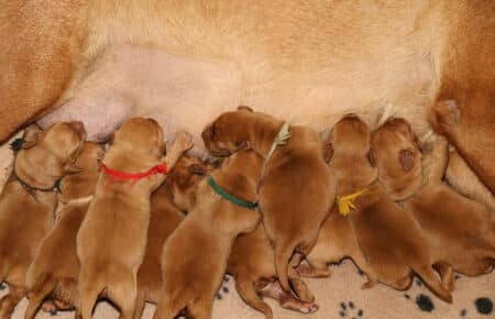 VIOLET CUCCIOLI DI lABRADOR FOXRED SAN NICOLO 8179