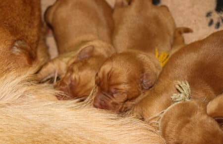 VIOLET CUCCIOLI DI lABRADOR FOXRED SAN NICOLO 8181