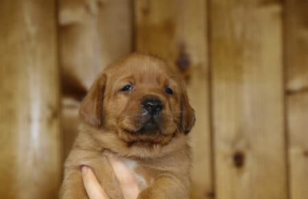 VIOLET CUCCIOLI DI lABRADOR FOXRED SAN NICOLO 8557