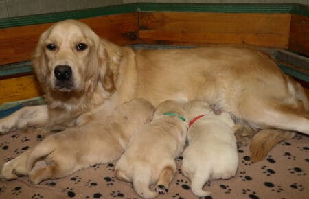 AUDREY CUCCIOLI DI GOLDEN RETRIEVER SAN NICOLO 9496