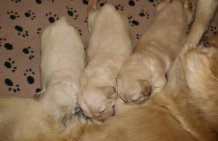 AUDREY CUCCIOLI DI GOLDEN RETRIEVER SAN NICOLO 9502