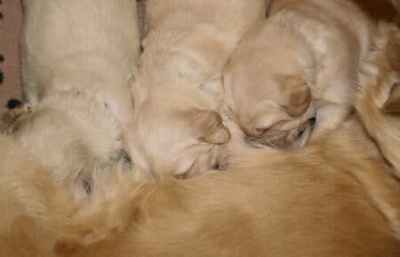 AUDREY CUCCIOLI DI GOLDEN RETRIEVER SAN NICOLO 9504