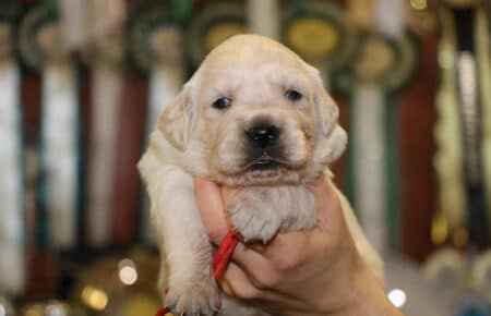 AUDREY CUCCIOLI DI GOLDEN RETRIEVER SAN NICOLO 9507