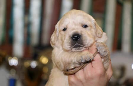 AUDREY CUCCIOLI DI GOLDEN RETRIEVER SAN NICOLO 9515