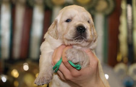 AUDREY CUCCIOLI DI GOLDEN RETRIEVER SAN NICOLO 9516