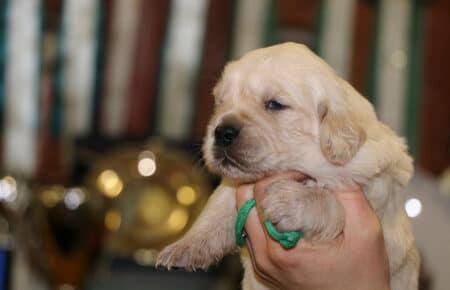 AUDREY CUCCIOLI DI GOLDEN RETRIEVER SAN NICOLO 9519