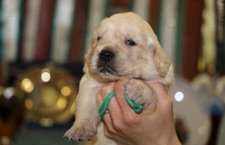 AUDREY CUCCIOLI DI GOLDEN RETRIEVER SAN NICOLO 9520