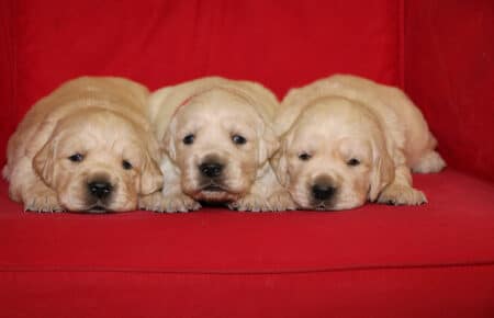AUDREY CUCCIOLI DI GOLDEN RETRIEVER SAN NICOLO 9525
