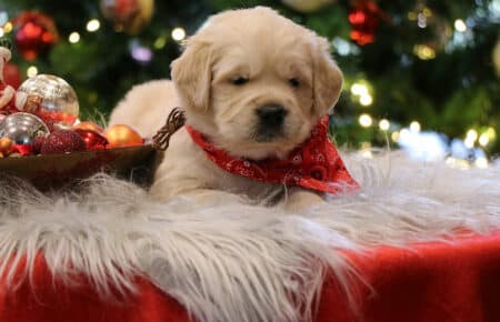 AUDREY CUCCIOLI DI GOLDEN RETRIEVER SAN NICOLO 9980