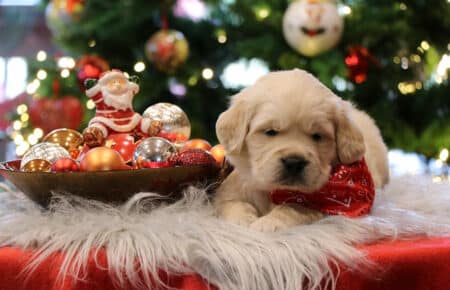 AUDREY CUCCIOLI DI GOLDEN RETRIEVER SAN NICOLO 9984