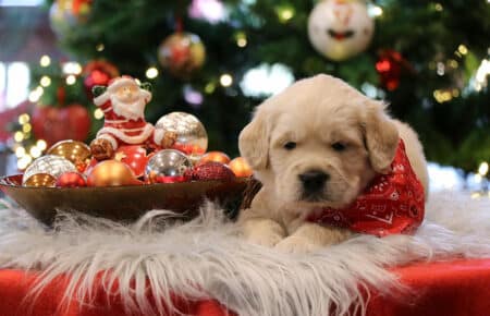 AUDREY CUCCIOLI DI GOLDEN RETRIEVER SAN NICOLO 9986