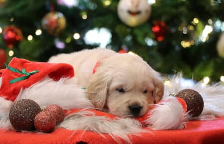 AUDREY CUCCIOLI DI GOLDEN RETRIEVER 9996