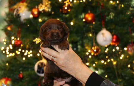 CHELSEA CUCCIOLA FEMMINA CHOCOLATE LABRADOR SAN NICOLO 0063