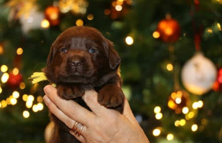 CHELSEA CUCCIOLA FEMMINA CHOCOLATE LABRADOR SAN NICOLO 0064