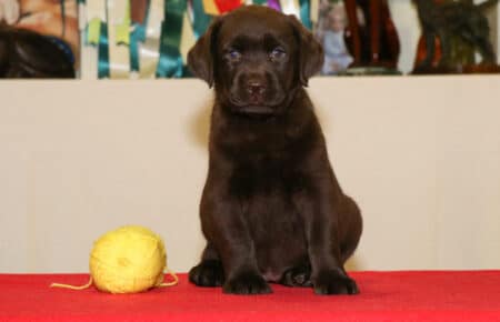 CHELSEA CUCCIOLA FEMMINA CHOCOLATE LABRADOR 0290