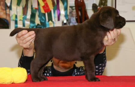 CHELSEA CUCCIOLA FEMMINA CHOCOLATE LABRADOR 0295