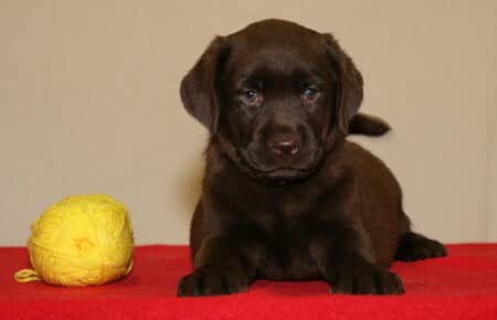 CHELSEA CUCCIOLA FEMMINA CHOCOLATE LABRADOR 0300