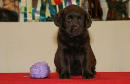 CHELSEA CUCCIOLA FEMMINA CHOCOLATE LABRADOR 0309