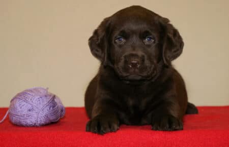 CHELSEA CUCCIOLA FEMMINA CHOCOLATE LABRADOR 0315