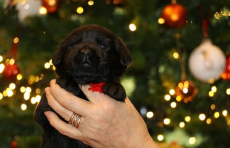 CHELSEA CUCCIOLA FEMMINA NERA LABRADOR SAN NICOLO 0068