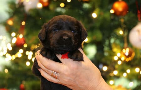 CHELSEA CUCCIOLA FEMMINA NERA LABRADOR SAN NICOLO 0069