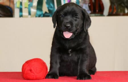 CHELSEA CUCCIOLA FEMMINA NERA LABRADOR 0403