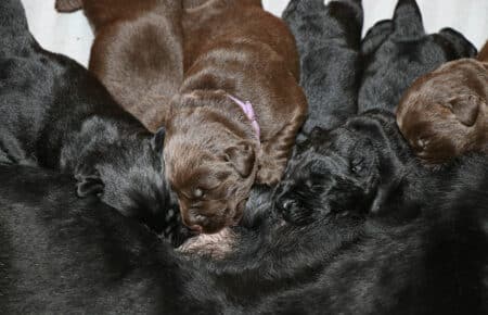 CHELSEA CUCCIOLI DI LABRADOR NERI E CHOCOLATE SAN NICOLO 9481