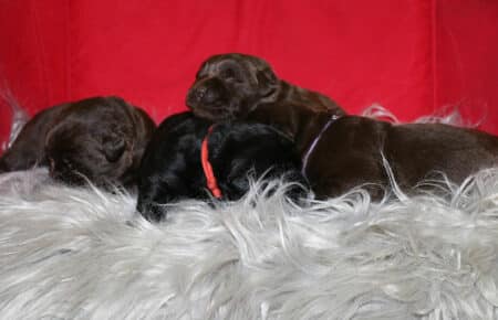 CHELSEA CUCCIOLI DI LABRADOR NERI E CHOCOLATE SAN NICOLO 9558