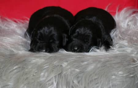 CHELSEA CUCCIOLI DI LABRADOR NERI E CHOCOLATE SAN NICOLO 9561