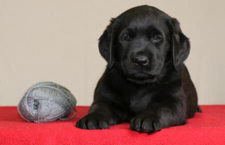 CHELSEA CUCCIOLO MASCHIO NERO LABRADOR 0387