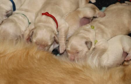 PEPITAS CUCCIOLI DI GOLDEN RETRIEVER SAN NICOLO 8903