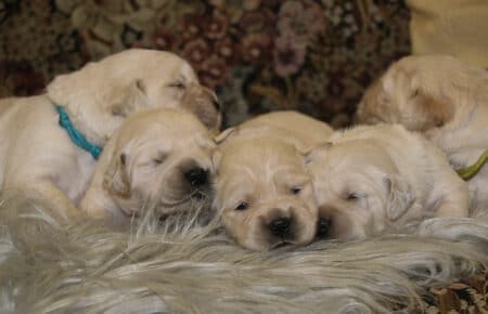 PEPITAS CUCCIOLI DI GOLDEN RETRIEVER SAN NICOLO 8962