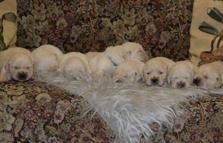 PEPITAS CUCCIOLI DI GOLDEN RETRIEVER SAN NICOLO 8970