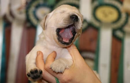 PEPITAS CUCCIOLI DI GOLDEN RETRIEVER SAN NICOLO 8993