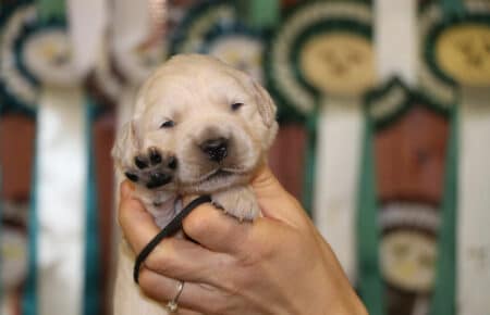 PEPITAS CUCCIOLI DI GOLDEN RETRIEVER SAN NICOLO 8996
