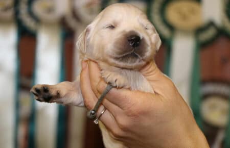 PEPITAS CUCCIOLI DI GOLDEN RETRIEVER SAN NICOLO 9001