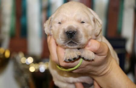 PEPITAS CUCCIOLI DI GOLDEN RETRIEVER SAN NICOLO 9026
