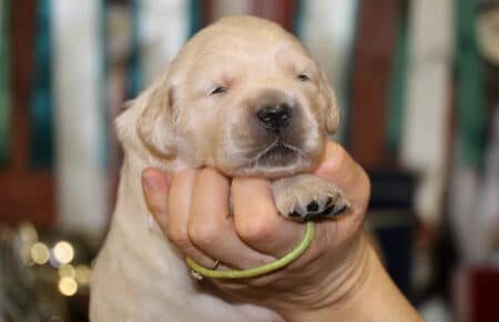 PEPITAS CUCCIOLI DI GOLDEN RETRIEVER SAN NICOLO 9028