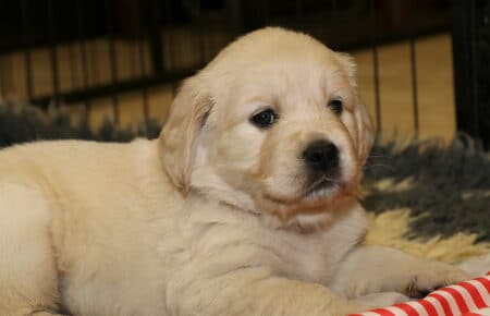 PEPITAS CUCCIOLI DI GOLDEN RETRIEVER SAN NICOLO 9671