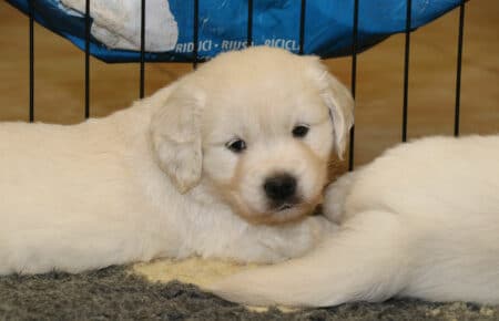 PEPITAS CUCCIOLI DI GOLDEN RETRIEVER SAN NICOLO 9678