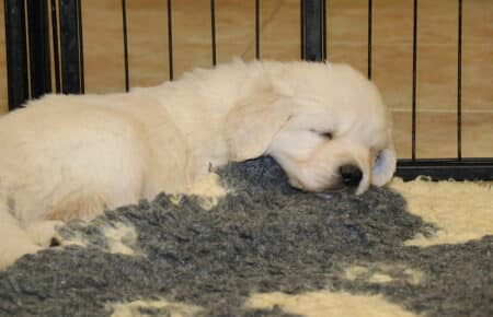 PEPITAS CUCCIOLI DI GOLDEN RETRIEVER SAN NICOLO 9688