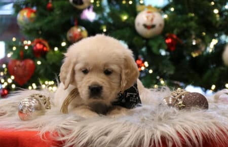 PEPITAS CUCCIOLI DI GOLDEN RETRIEVER SAN NICOLO 9878