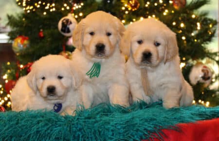 PEPITAS CUCCIOLI DI GOLDEN RETRIEVER 9835