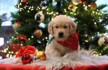 PEPITAS CUCCIOLI DI GOLDEN RETRIEVER 9852