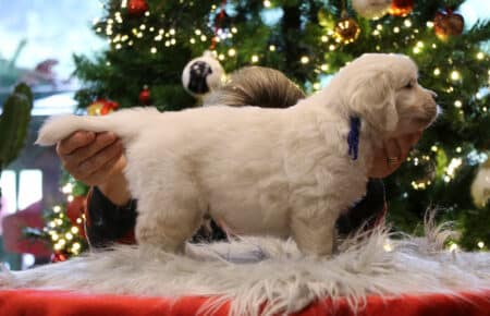 PEPITAS CUCCIOLI DI GOLDEN RETRIEVER 9856